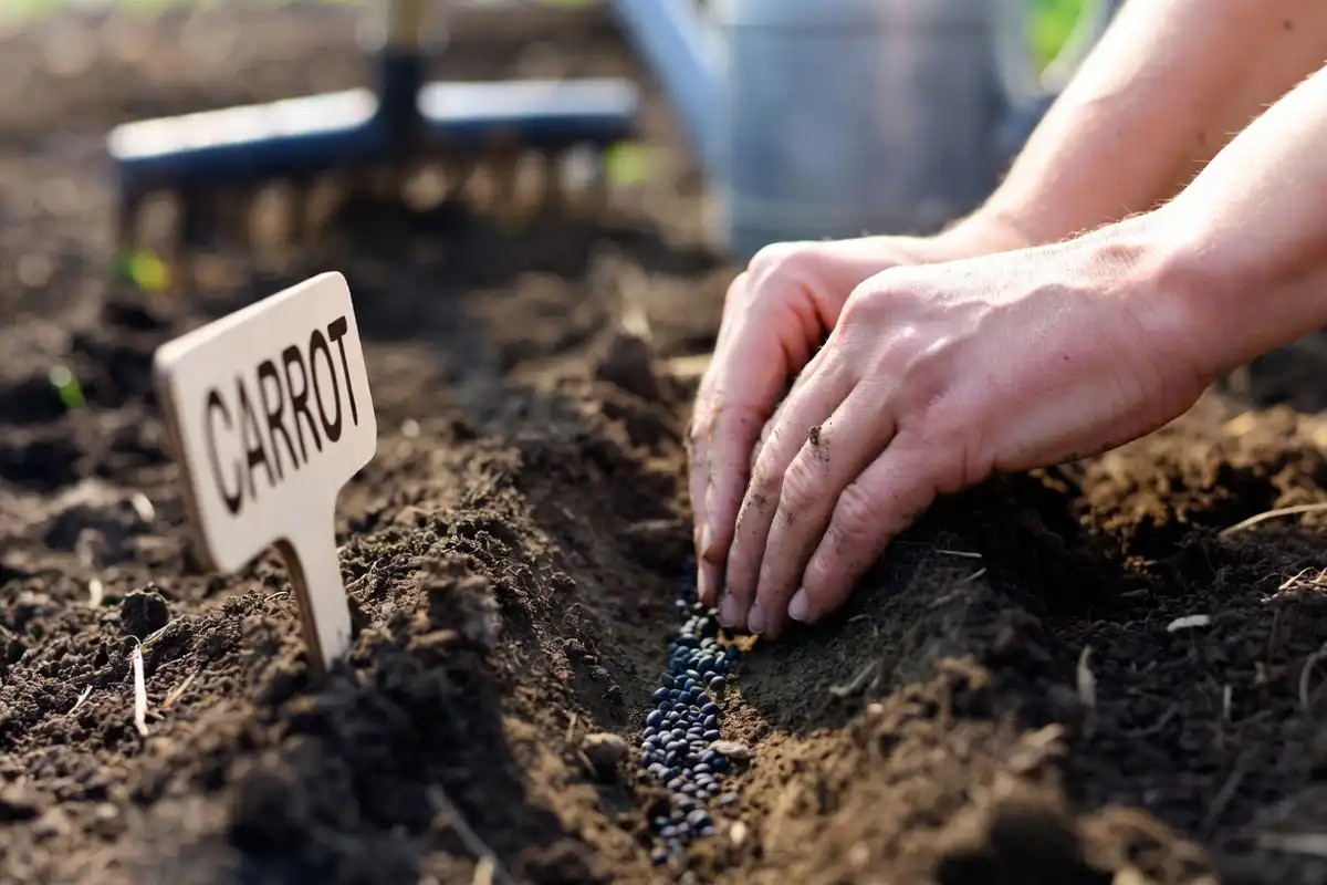plant carrot seeds in garden bed