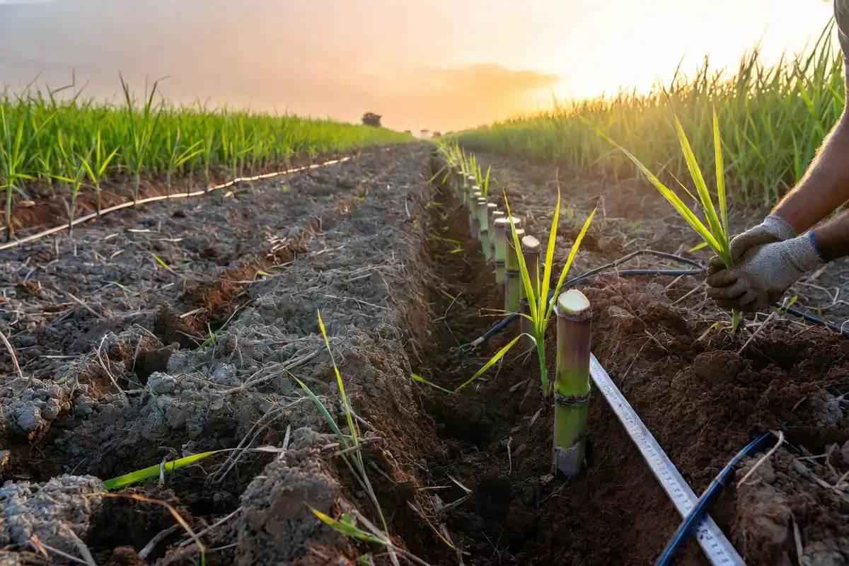 Plant Sugarcane