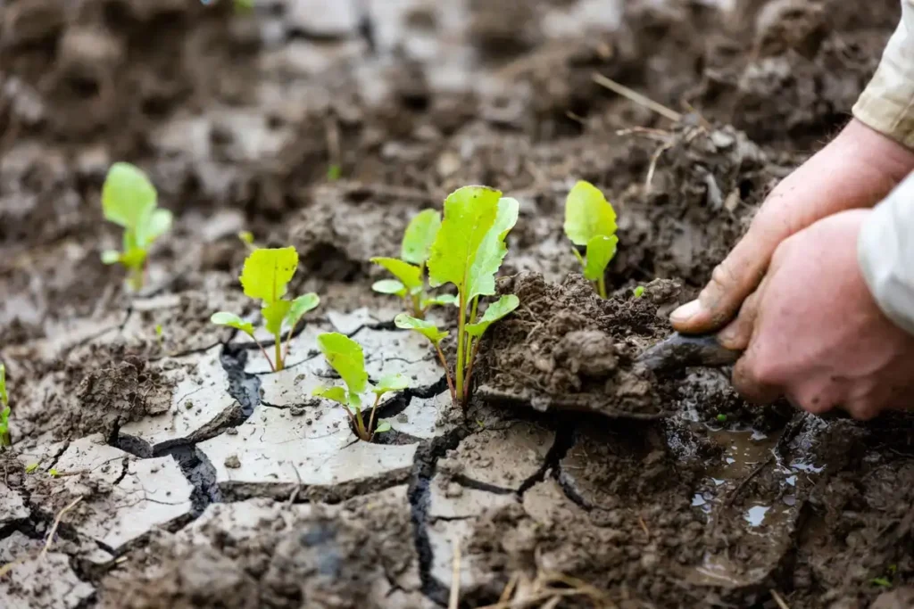 gently breaking crust to help seedlings emerge