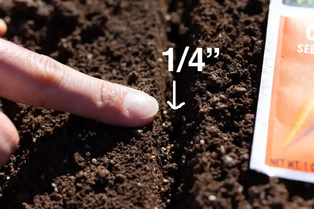 measuring shallow furrow for carrot seed depth