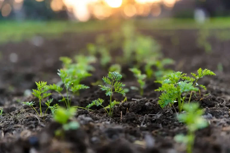 carrots germinating and emerging in neat rows at sunrise