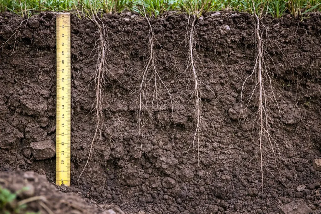 soil profile showing roots and crumb structure