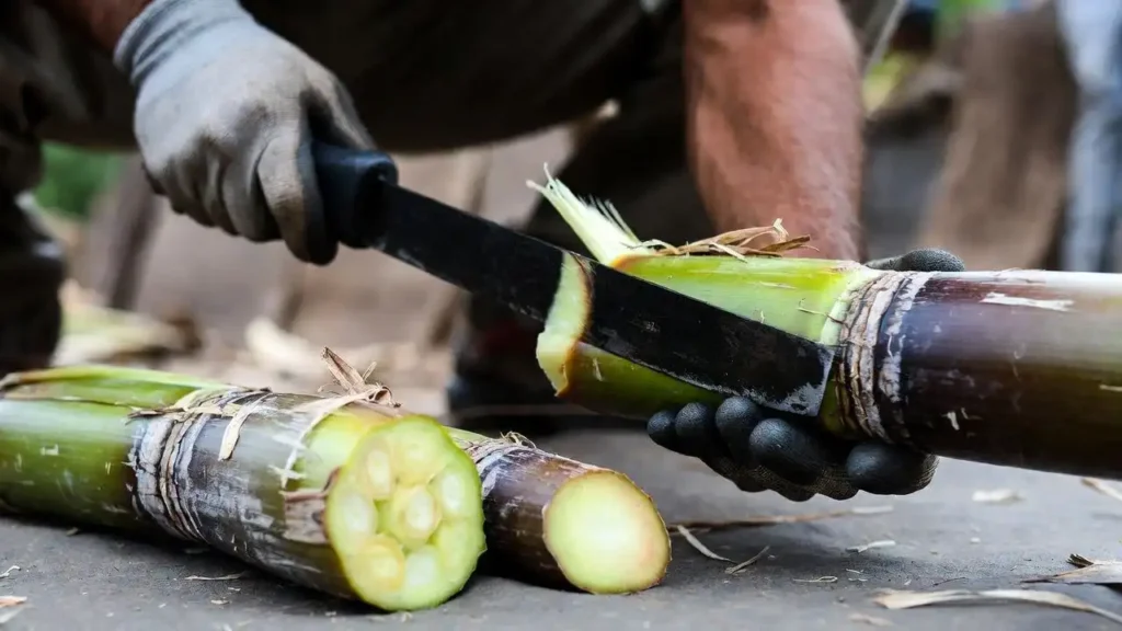 gloved hands cutting cane into planting pieces