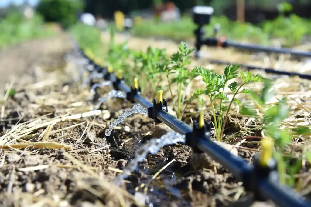 drip line watering carrots with straw mulch