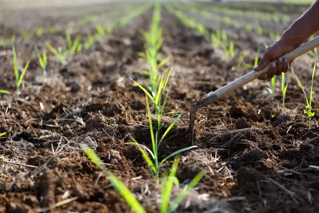 hallow hoeing between young cane shoots