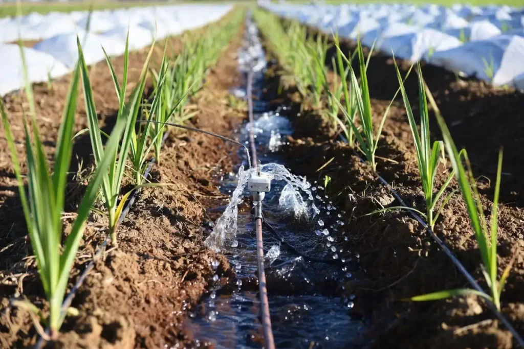 gentle watering settling a newly planted row