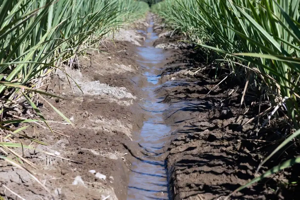 furrow stream moving evenly between sugarcane rows
