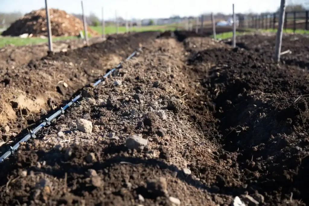 raised beds and straight furrows prepared for planting potatoes