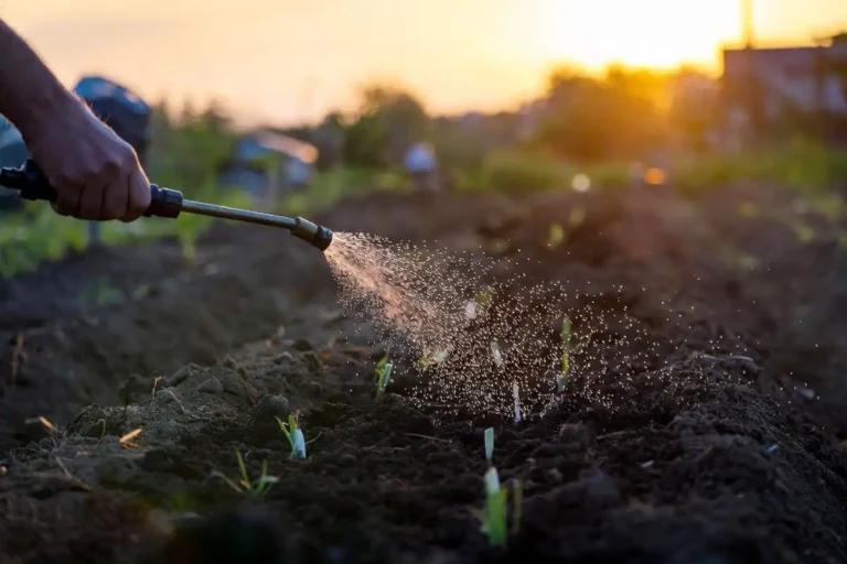 irrigating carrots early to prevent crusting and gaps