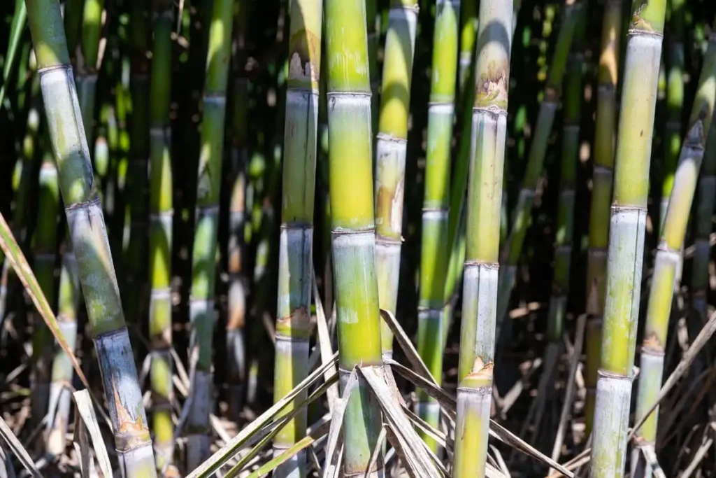 mature cane internodes and dried lower leaves