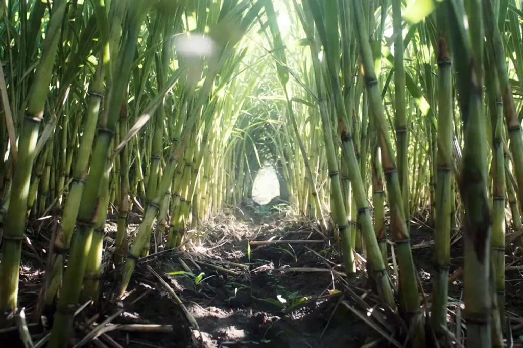 thick sugarcane stalks growing in sunny rows