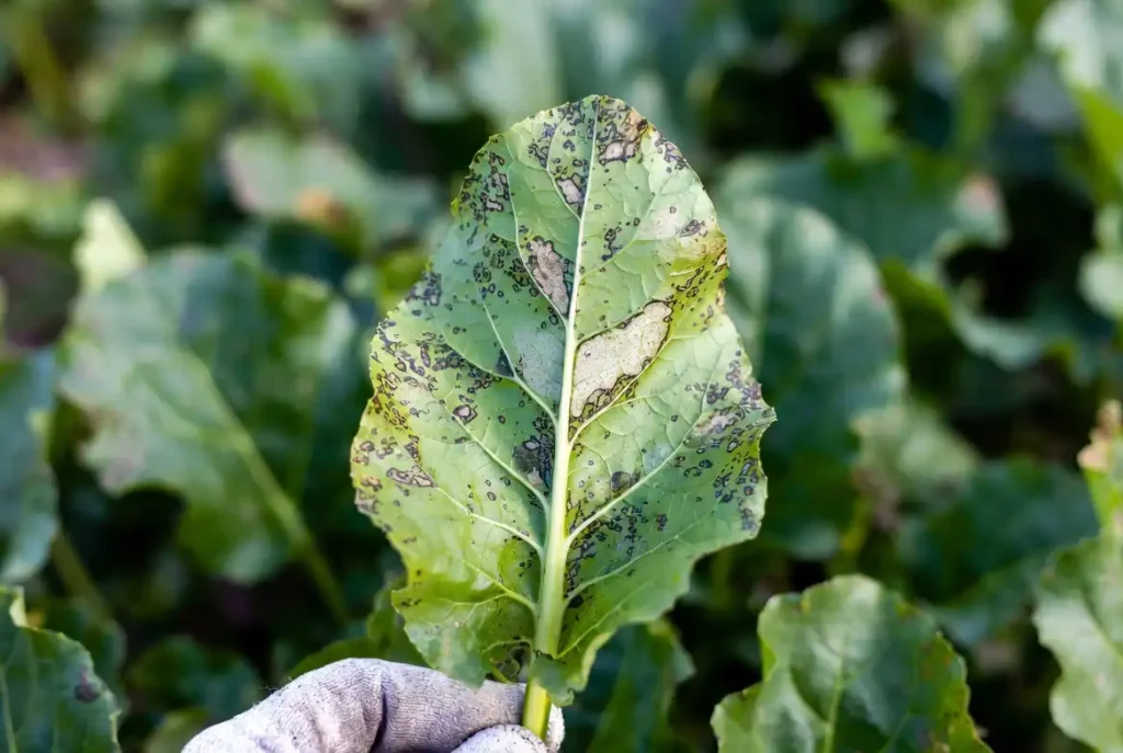 close view of leaf spot while scouting beets