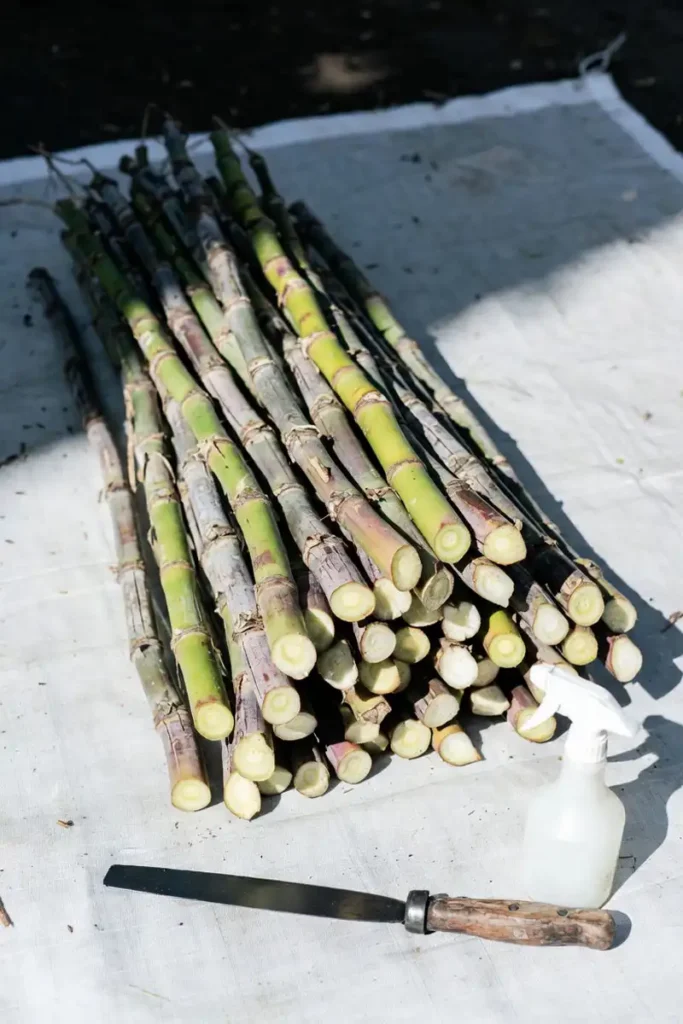 healthy sugarcane stalks with visible buds