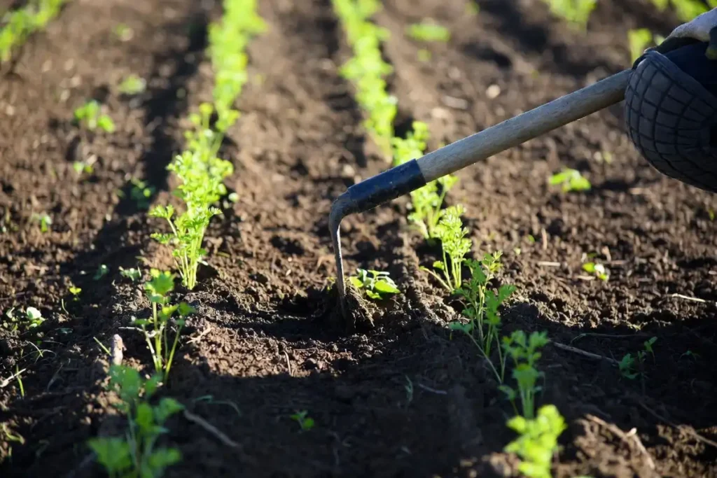 hoe skimming soil between young carrot rows