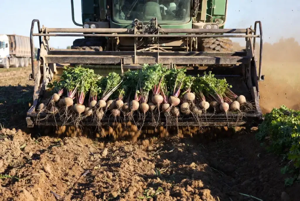 harvester lifting beets with minimal bruising