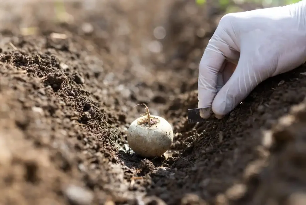 measuring sugar beet seed depth in moist soil