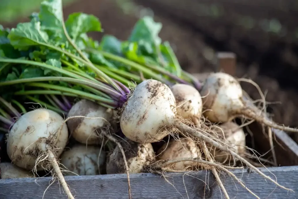 sugar beet roots with leafy tops