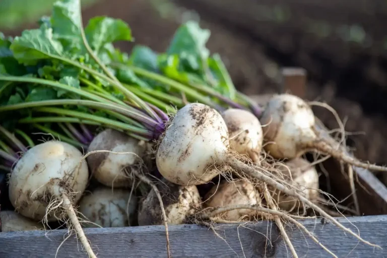 sugar beet roots with leafy tops