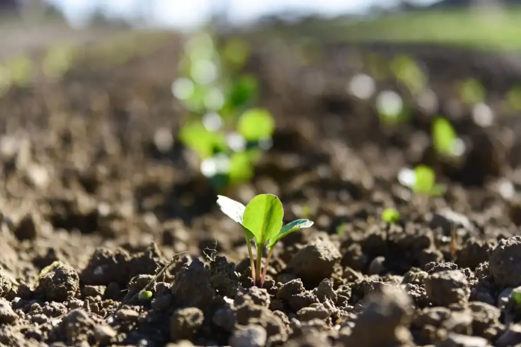 young sugar beet seedlings in moist spring soil