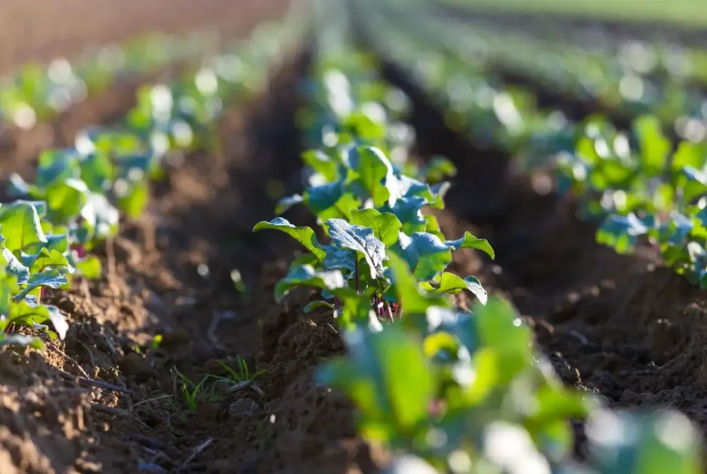 even sugar beet seedlings in straight rows