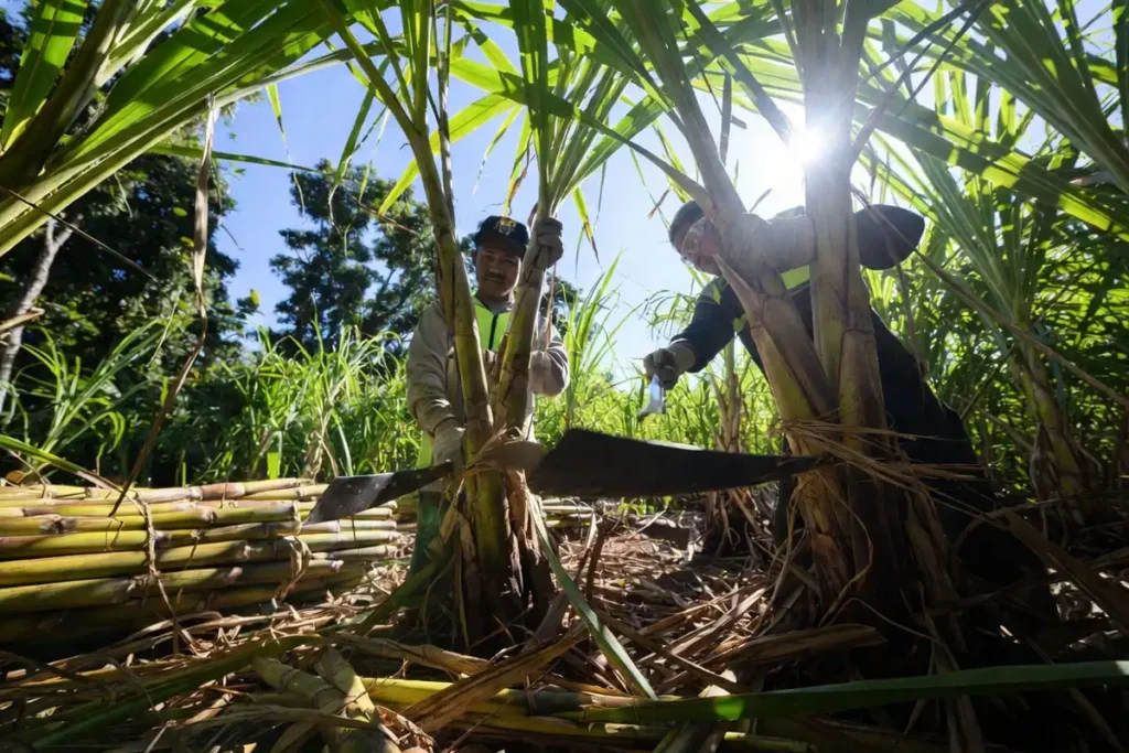 workers cutting sugar cane wearing gloves and safety glasses