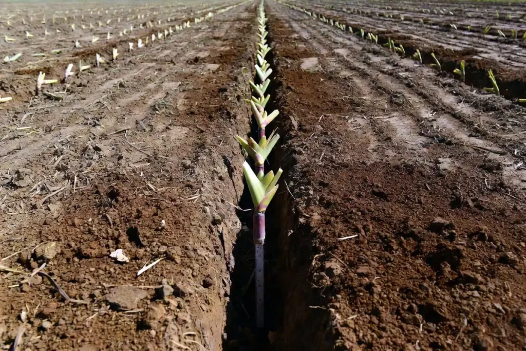 setts placed in a trench at proper depth