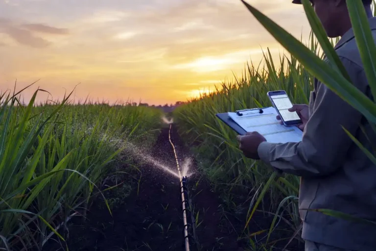 sugarcane irrigation scheduling