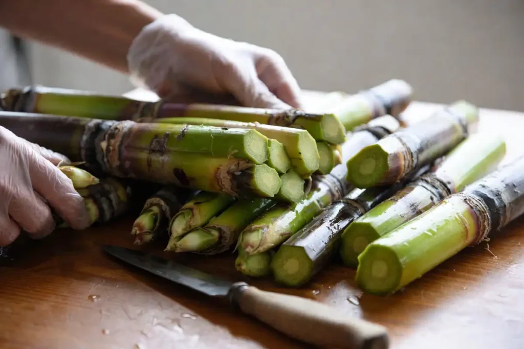 clean sugarcane cuttings with visible buds
