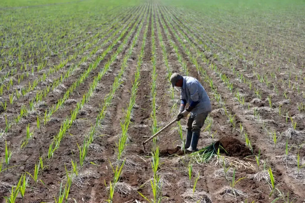 hand hoeing weeds between young cane rows