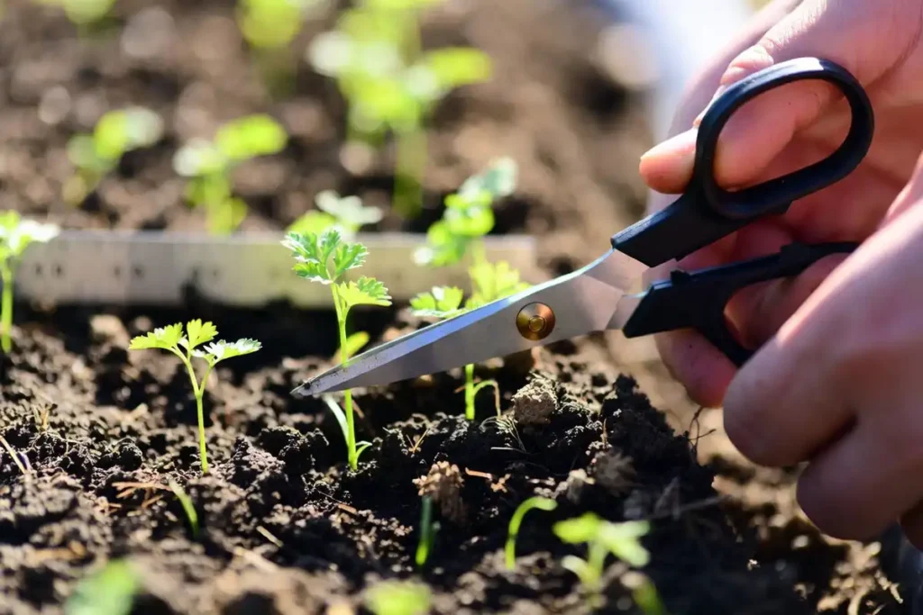 snipping carrot seedlings to correct spacing