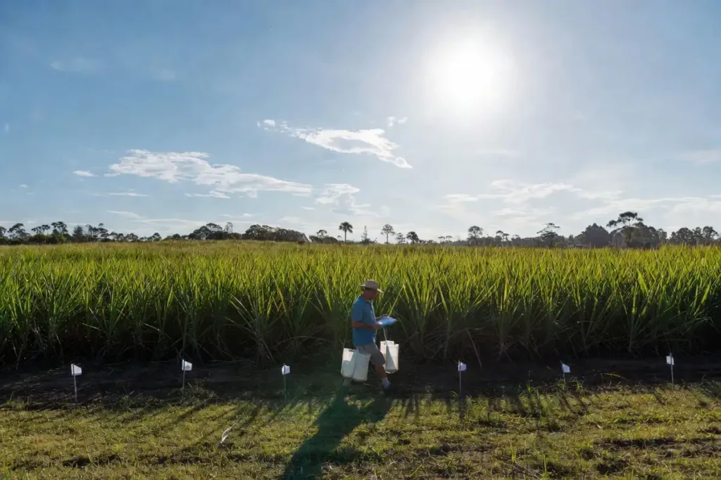 farmer walking a zigzag route to sample sugarcane