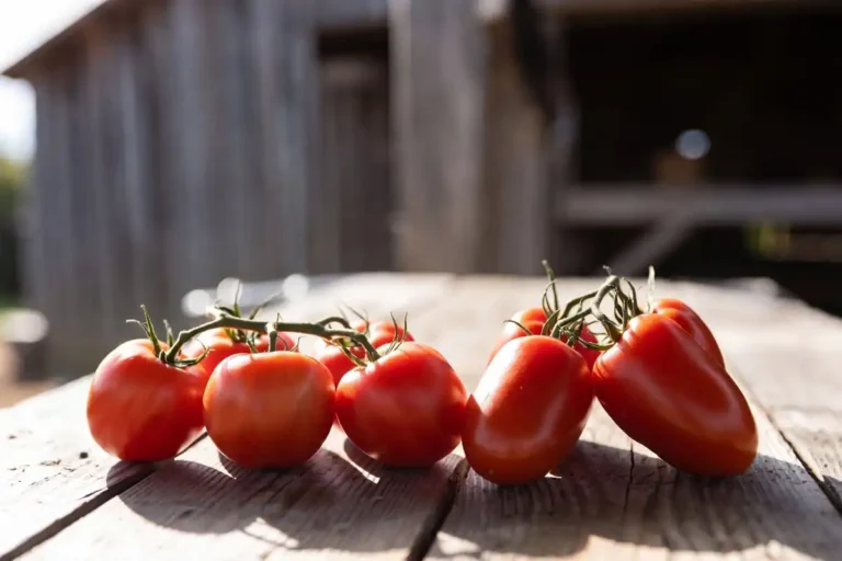 Are Plum Tomatoes the Same as Roma Tomatoes? 5 Key Differences