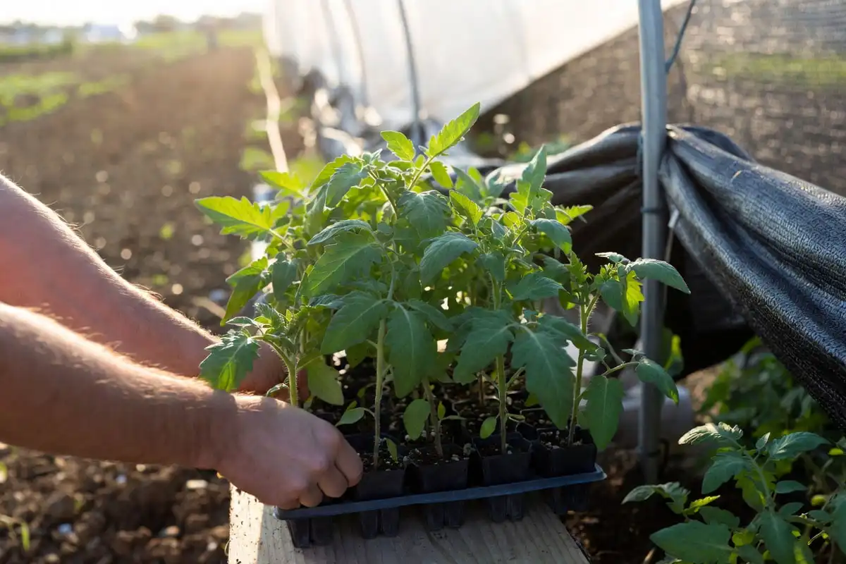 Hardening Off Tomato Transplants