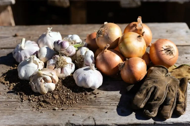 Plant Garlic and Onions
