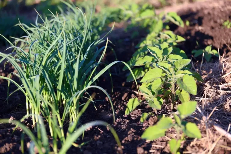 Plant Garlic with Potatoes