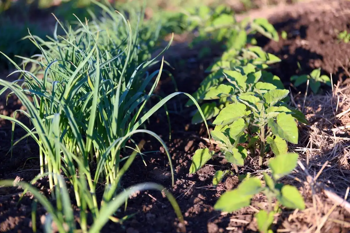 Plant Garlic with Potatoes