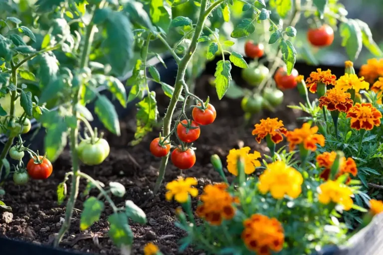 Plant Marigolds With Tomatoes