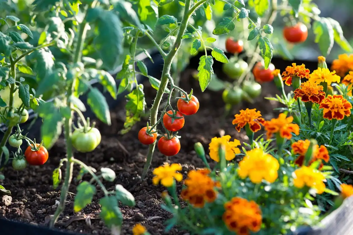 Plant Marigolds With Tomatoes