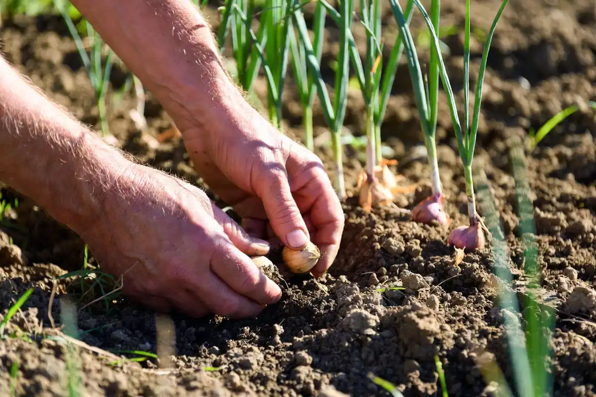 Plant Onions in July