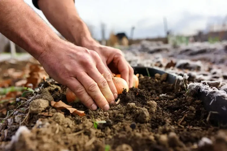 Plant Onions in the Winter