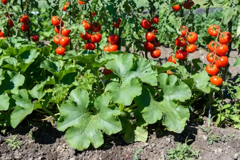 Plant Squash and Tomatoes Together