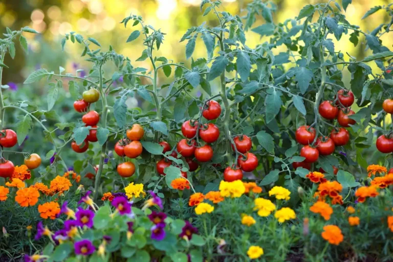 Plant Tomatoes With Flowers