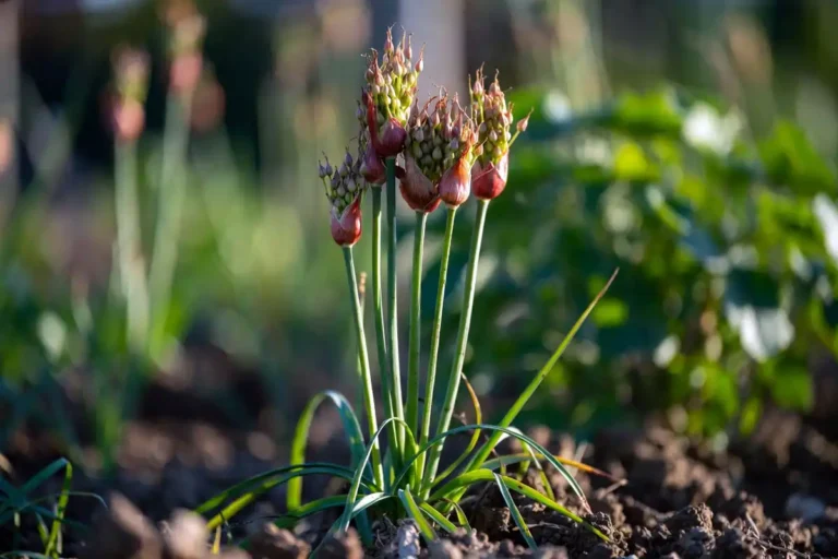 Plant Walking Onions