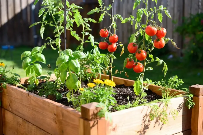 Plant With Tomatoes in a Raised Bed