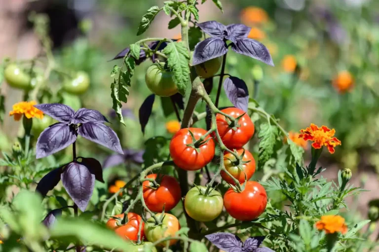 Plant With Tomatoes to Keep Bugs Away