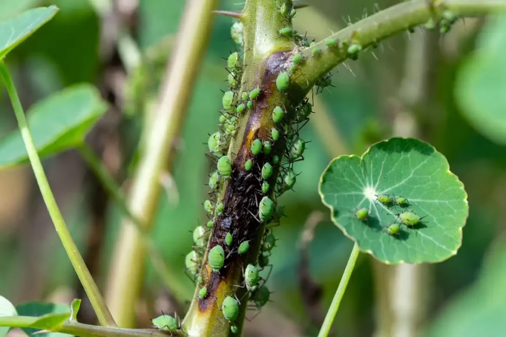 aphid infestation on nasturtium leaf acting as trap crop near tomato stem