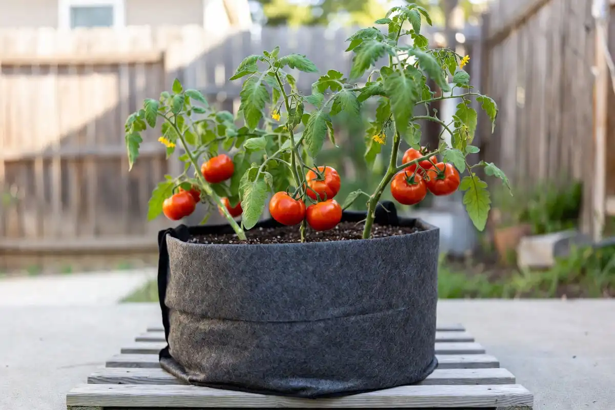 best grow bag size for tomatoes