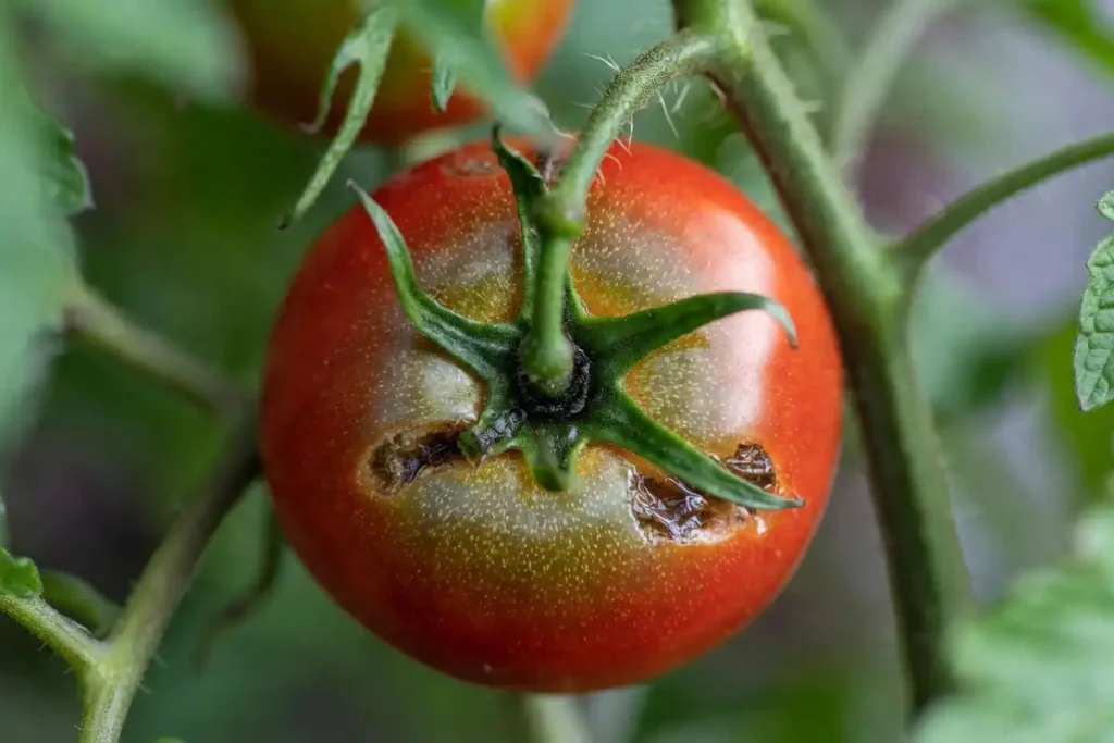 dark sunken patch on the bottom of a tomato showing early blossom end rot symptoms