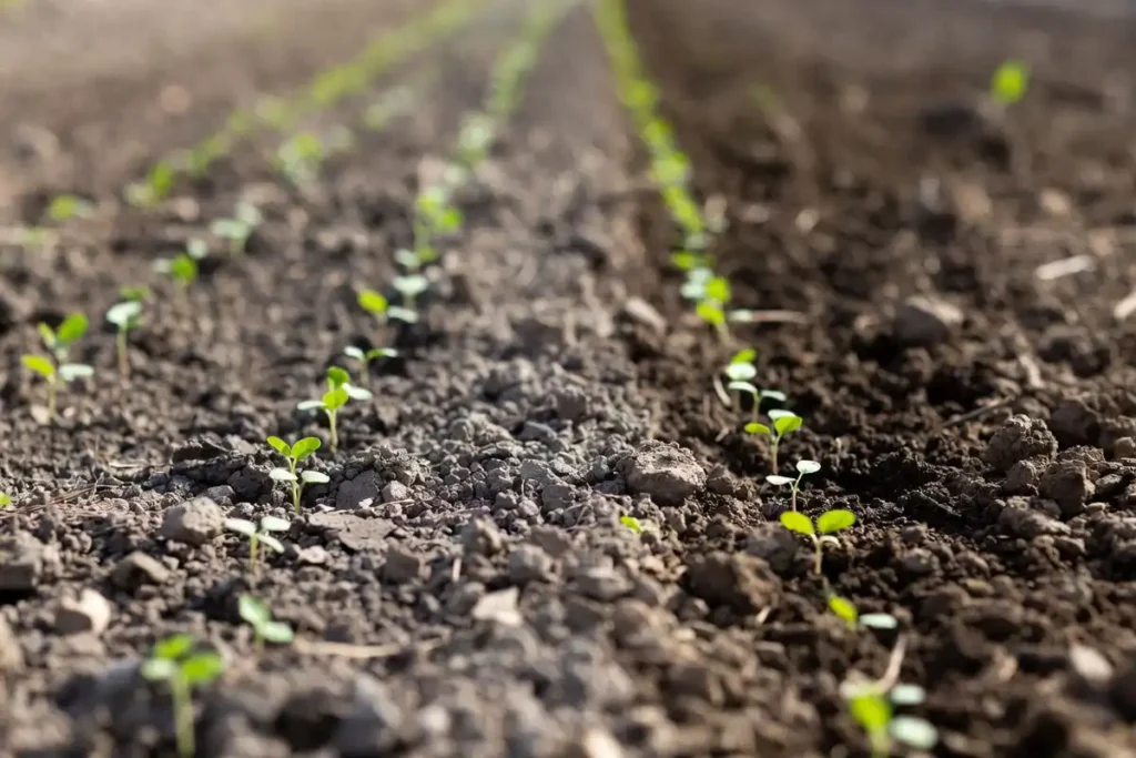 cracked soil crust in carrot row with missing seedlings