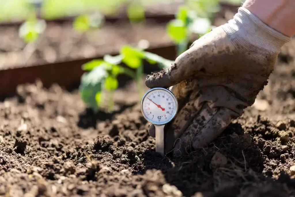 farmer checking garden soil temperature with a thermometer before transplanting